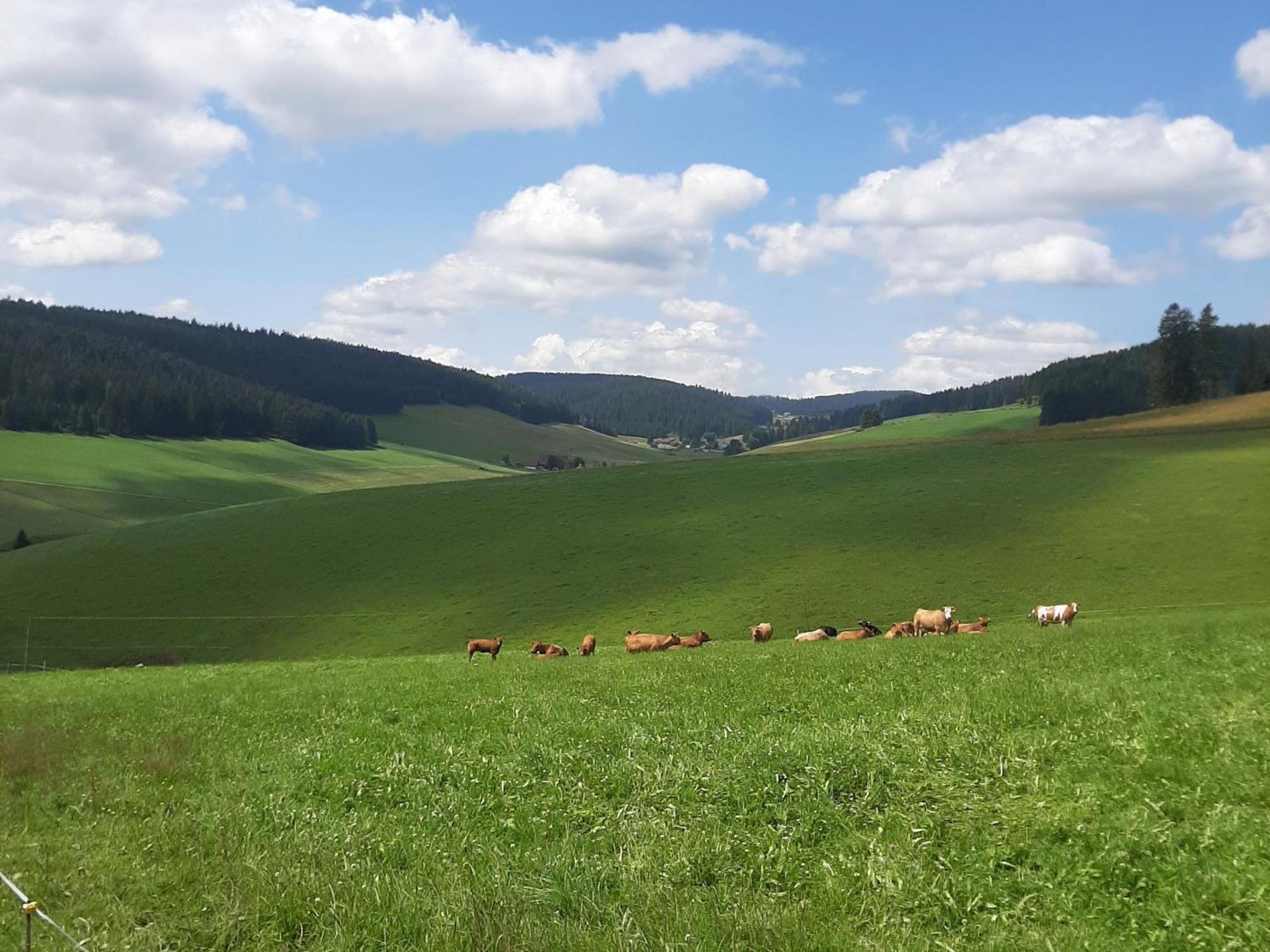 Haus Zum Sternen Apartment Vohrenbach ภายนอก รูปภาพ